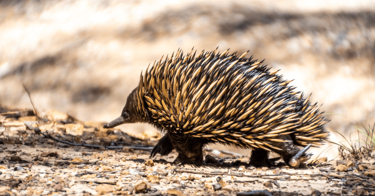 Wildlife Tour - Perth