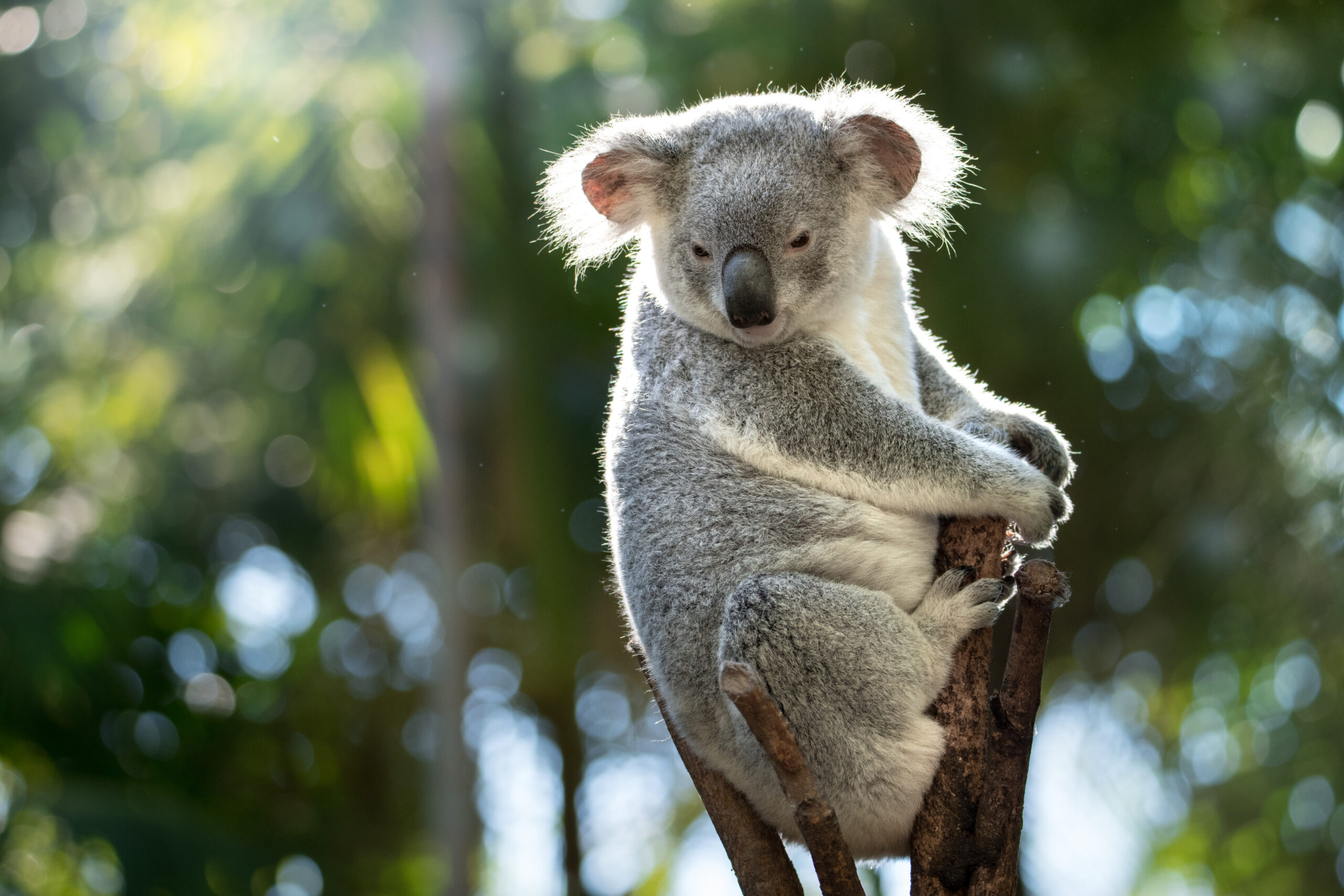 Australia Zoo gets behind Thank a First Responder Day